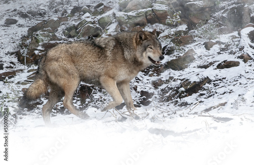 The wolf also known as the gray wolf or grey wolves are large canines. The wolf is the largest  member of the family Canidae. Adaptable gray wolves are by far the most common.  Adult wolf. © touchedbylight