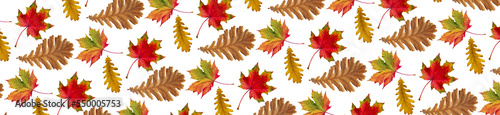 Autumn leaf. Pattern of autumn oak and maple leaves on a white background.