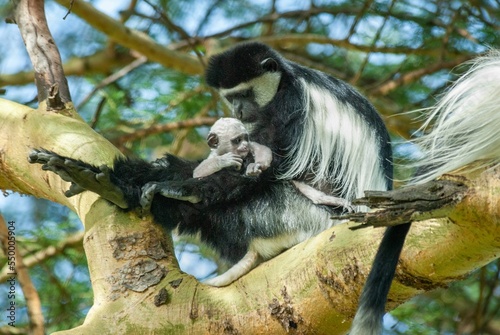 Black and white colobus monkey with its baby, sitting on a branch in the forest, among green foliage photo
