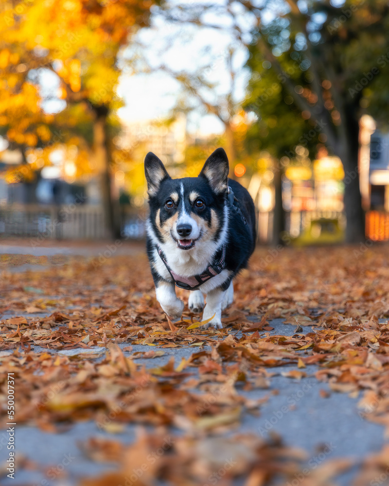 Tri colored Pembroke Welsh corgi running outside in a park with colorful fall foliage