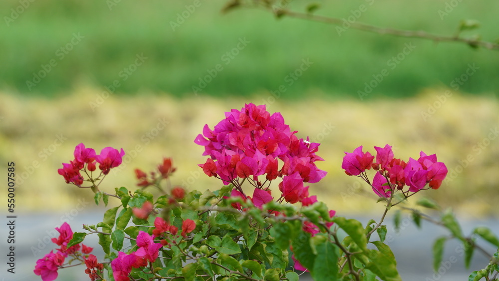 The beautiful pink flowers blooming in the garden in summer The beautiful pink flowers blooming in the garden in summer