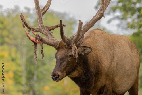 The elk, also known as the wapiti, is one of the largest species within the deer family. These light colored Elk are related to deer but are much larger. This male elk is losing its velvet.