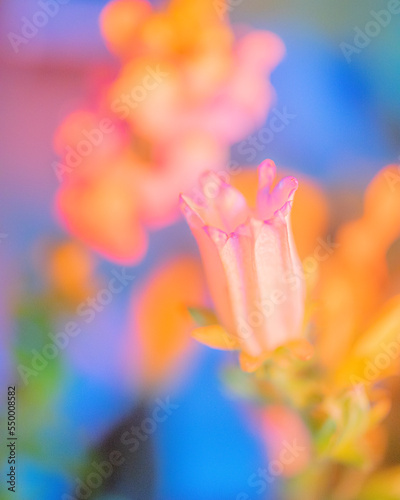 spring flowers