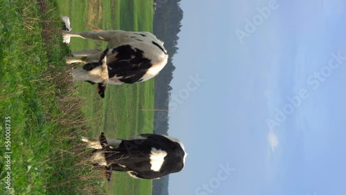 Two dairy cows grazing in a green pasture (northern Spain) vertical video for smartphone