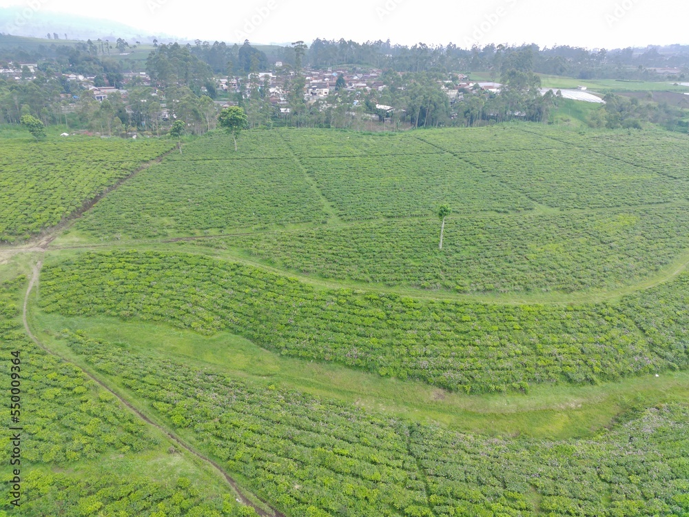 Aerial view of beautifully patterned tea fields. Natural landscape photo concept.