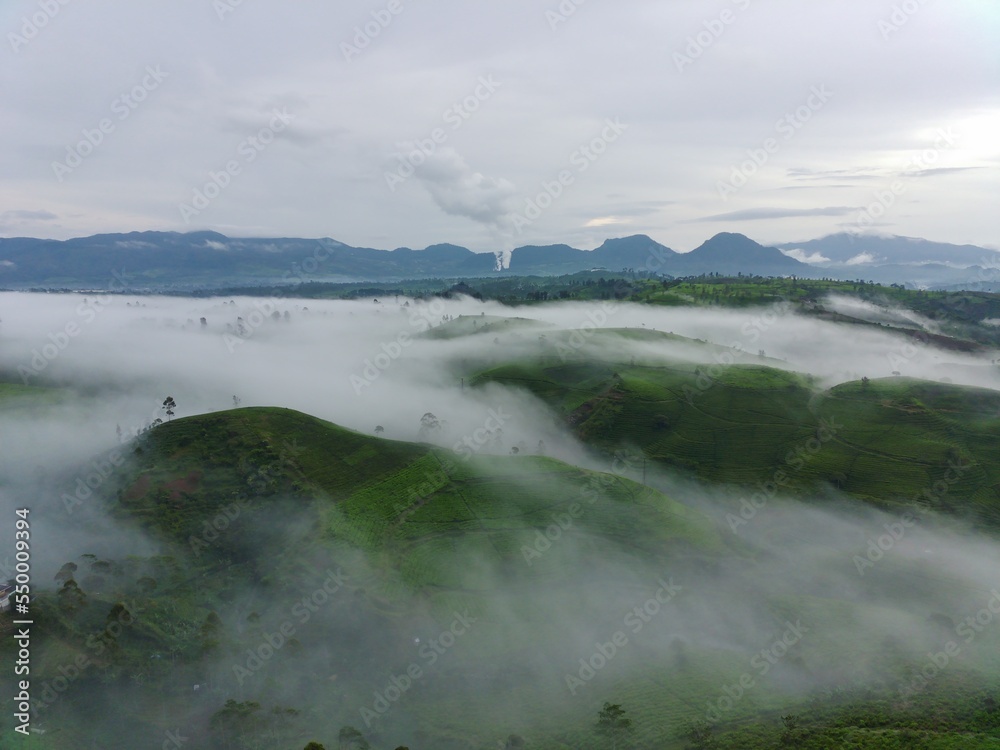 Aerial view of tea fields on a foggy morning. Natural landscape photo concept.