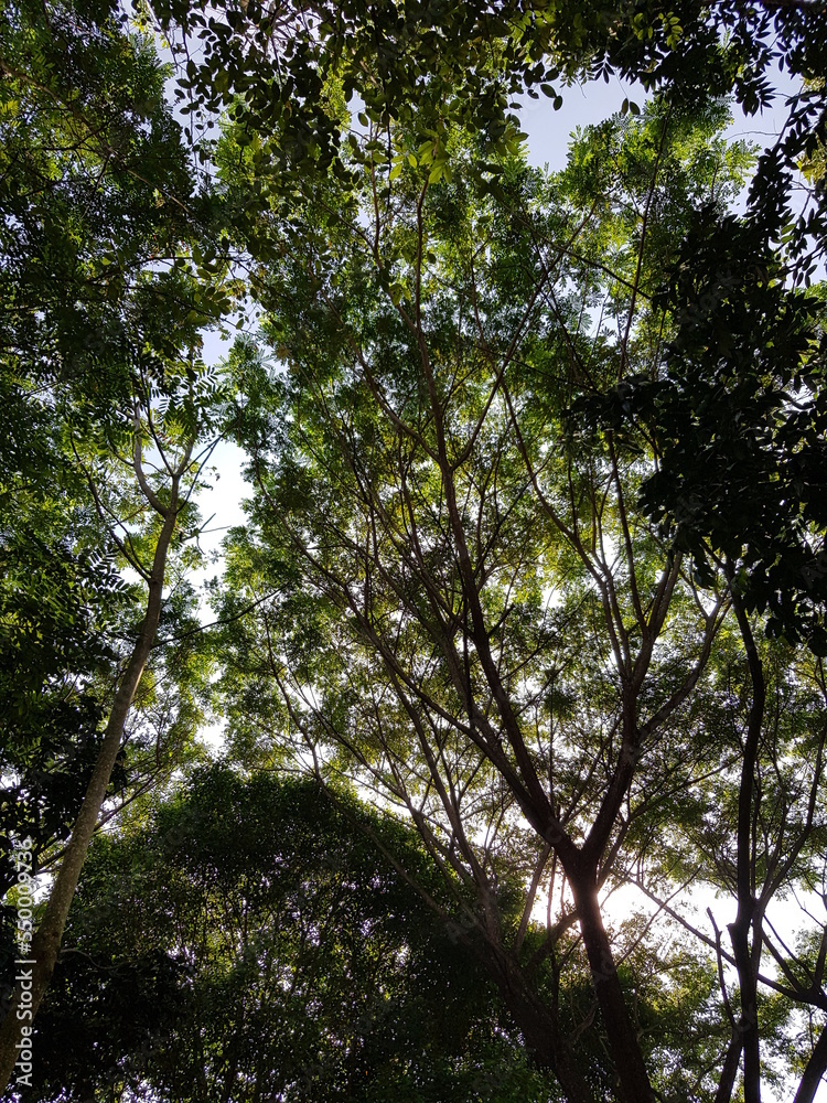 Obraz premium trees and sky