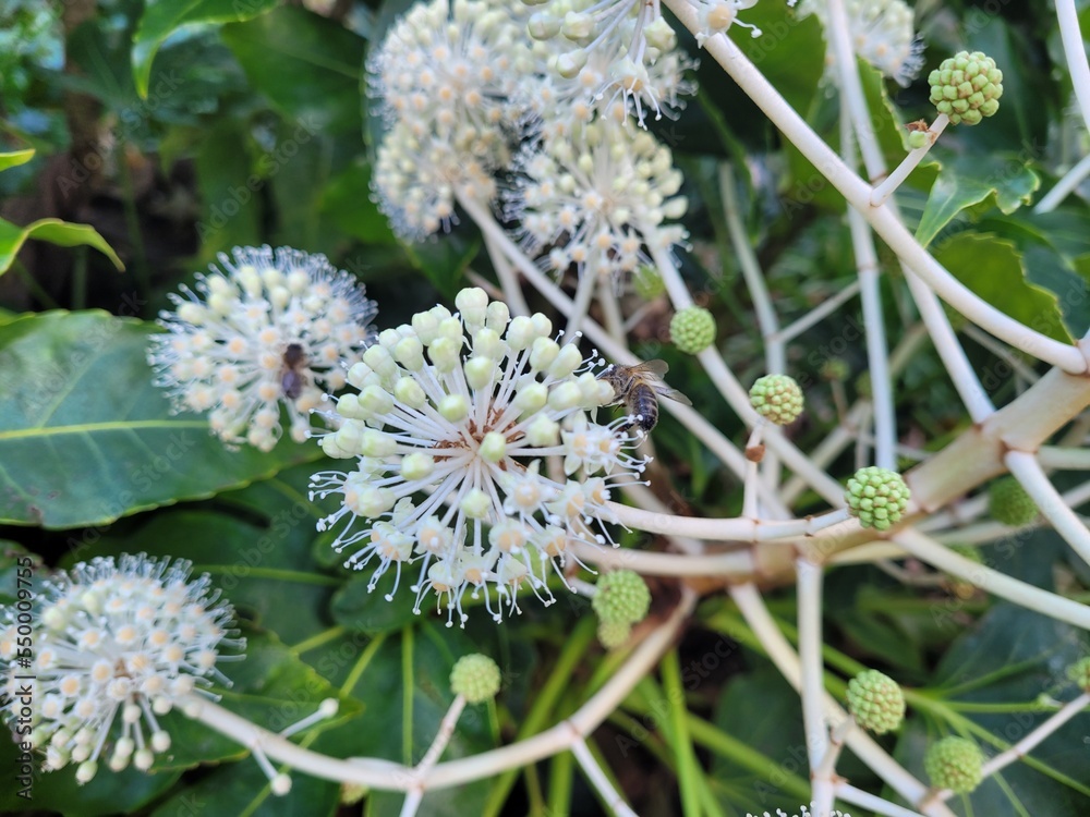 Bee in a white flower. Fatsia japonica Bee in a white flower. Fatsia japonica