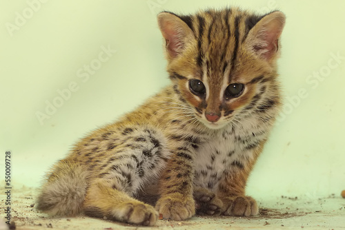 The appearance of a baby leopard cat is cute and adorable. This nocturnal mammal that lives in forest areas on the island of Java has the scientific name Prionailurus bengalensis.
