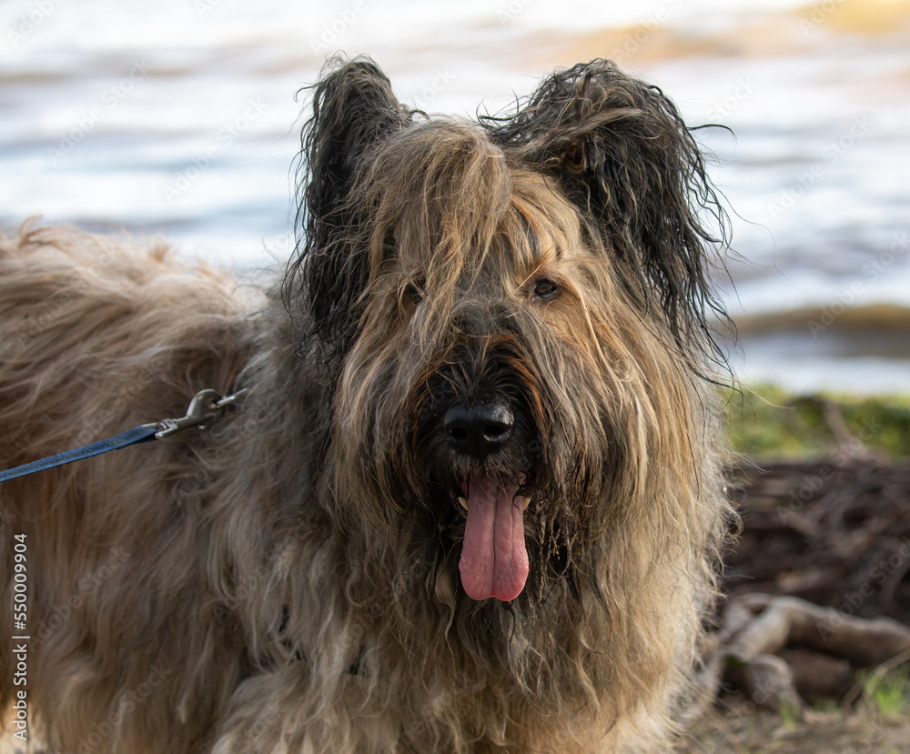 The Briard dog originated in, and is named for, the Brie historic