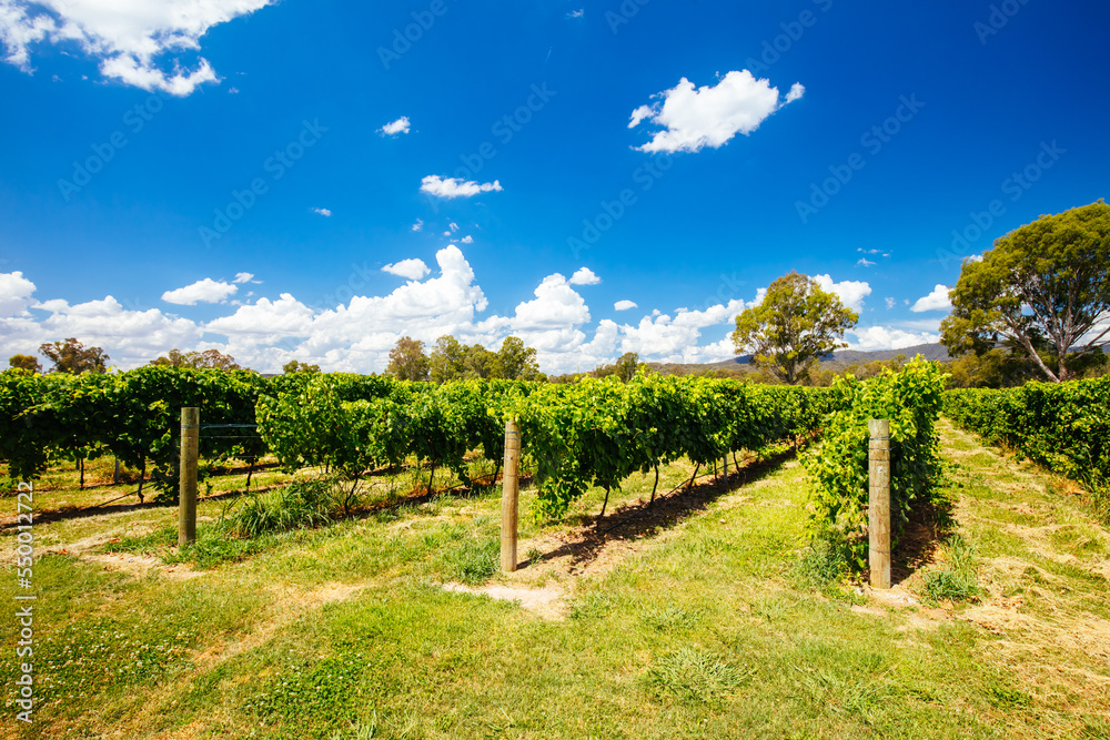 King Valley Vineyard in Australia