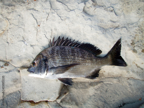 Saltwater fishing target, Young “Black sea bream ( Kurodai, Chinu )” pictured on a rock shore bed.