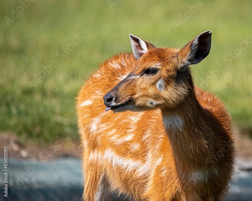 Bild auf Leinwand Female Sitatunga in the wild nature, close-up