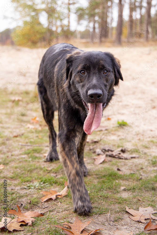 Black golden retriever x german shepard 