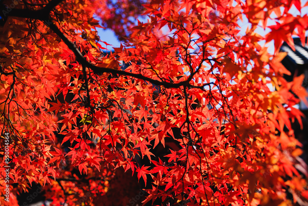Autumn Foliage at Tofukuji Temple Located in Kyoto, Japan. Autumn Foliage at Tofukuji Temple Located in Kyoto, Japan.
