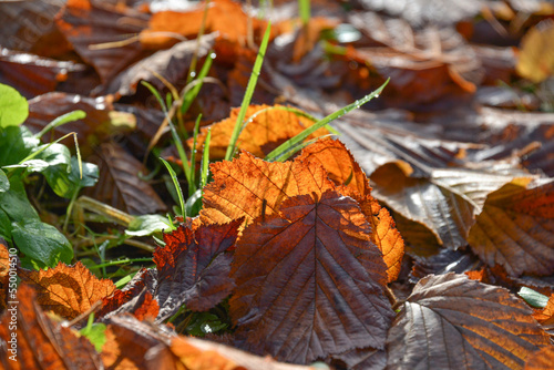 Texture of fallen leaves