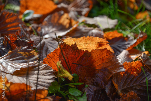 Texture of fallen leaves