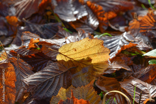 Texture of fallen leaves