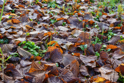 Texture of fallen leaves