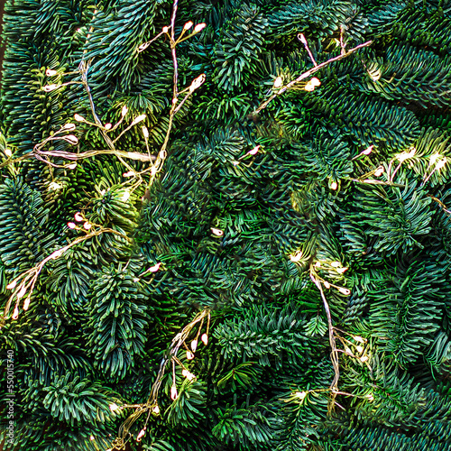 Christmas tree branches with golden lights garland as a  background  top view. Xmas pattern, Nature New Year concept..