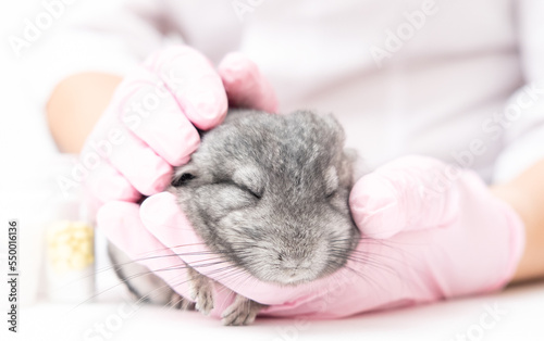 Professional veterinarian examining chinchilla in clinic, closeup © Irina