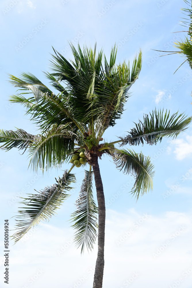 Palmen am Strand von Pattaya, Thailand