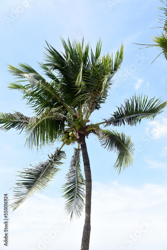 Palmen am Strand von Pattaya, Thailand © R+R