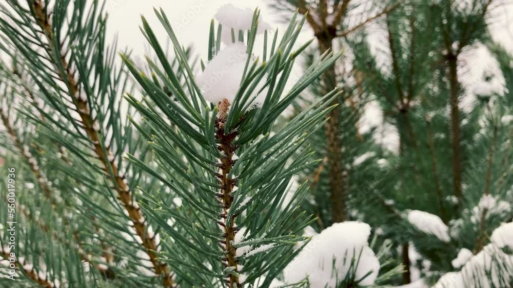 Pine cone on green branch of winter sprout covered with snow ...
