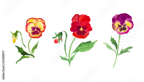 Pansies  red flowers  yellow pansy watercolor illustration  floral illustration   blossom 