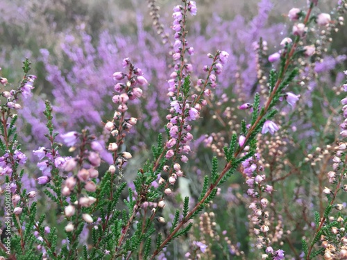 The Heather close up. Beautiful purple flowers in the garden 