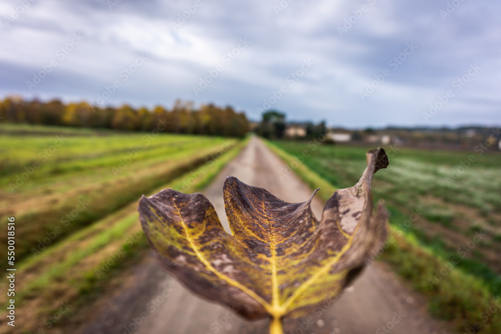 Foglia morta in autunno lungo la strada di campagna