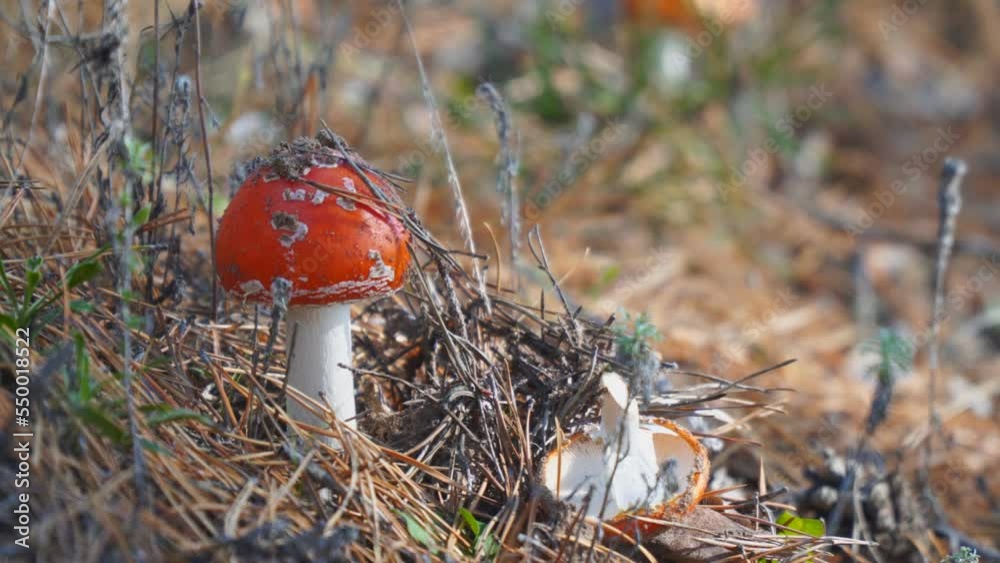 A beautiful fly agaric grows in the forest among the grass in the meadow in the forest. Camera panning A beautiful fly agaric grows in the forest among the grass in the meadow in the forest. Camera panning
