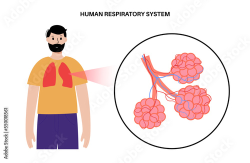 human respiratory system