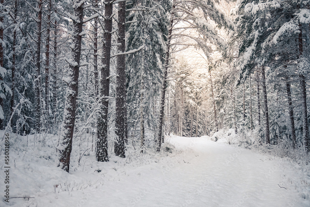 Snow covered road in winter forest landscape Snow covered road in winter forest landscape