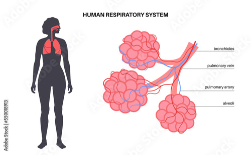 human respiratory system