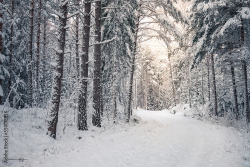 Snow covered road in winter forest landscape