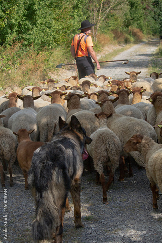 Pflege von Naturschutzgebieten durch die Wanderschäferei.  photo