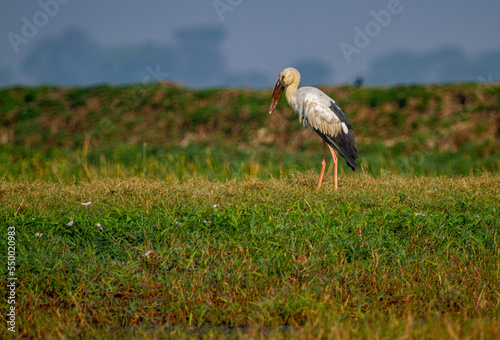 Adjutant Stork in Chilka Lake in india
 photo