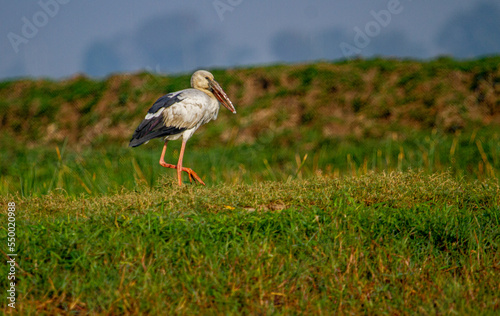 Adjutant Stork in Chilka Lake in india
 photo