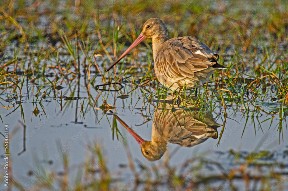 Fototapeta premium Godwits in Chilka lake in Odisha in India