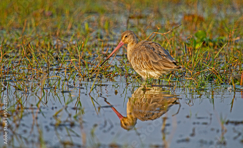 Godwits in Chilka lake in Odisha in India photo