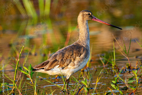 Godwits in Chilka lake in Odisha in India photo