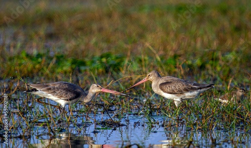 Godwits in Chilka lake in Odisha in India photo