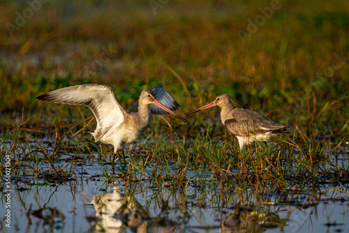 Two Godwit birds fighting at Chalk Bird Sanctuary in Odisha India photo