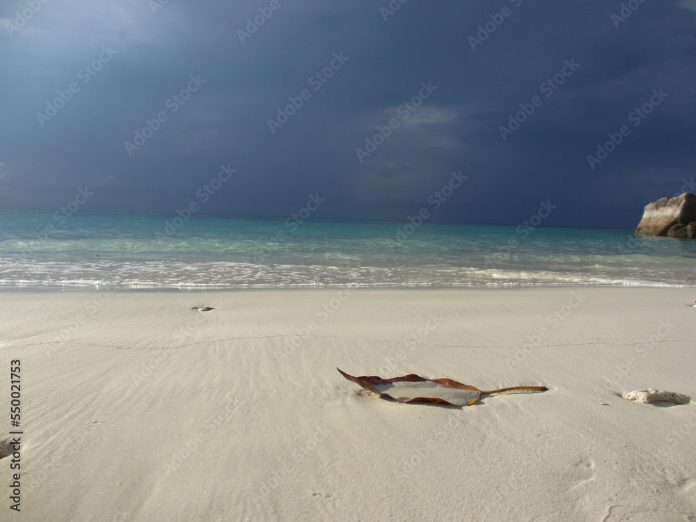 fallen leave waiting for the gentle waves fallen leave waiting for the gentle waves