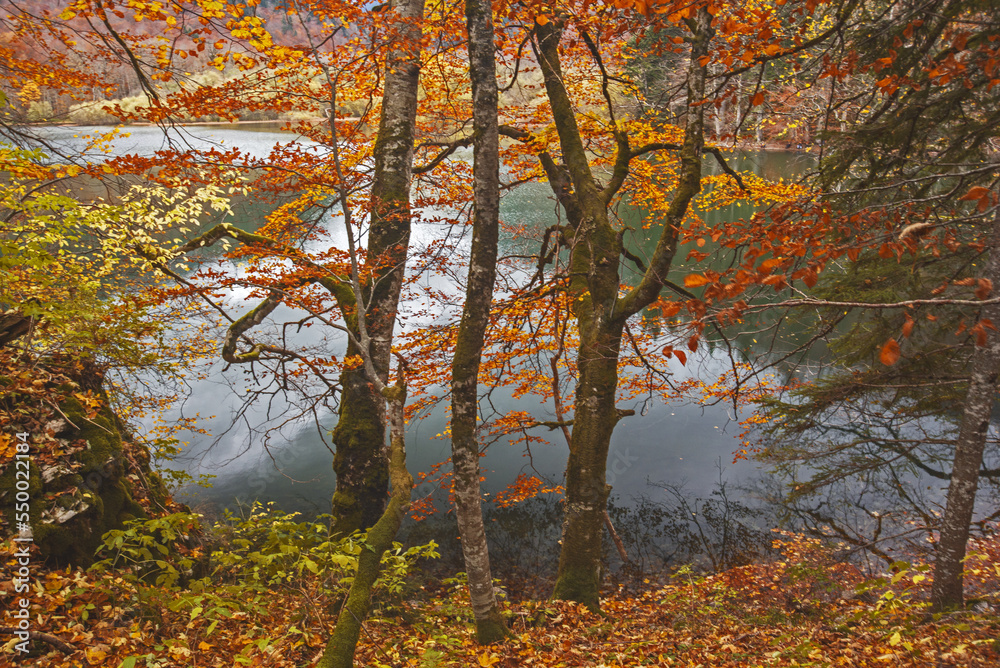 Lake view through autumn tree, Biogradsko lake. Montenegro. Lake view through autumn tree, Biogradsko lake. Montenegro.