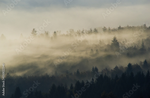 Forest in the morning mist in the mountain. Autumn scene.