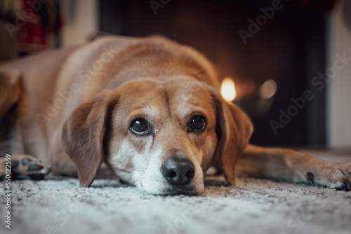 Rescue dog (lab / beagle) waiting on Christmas
