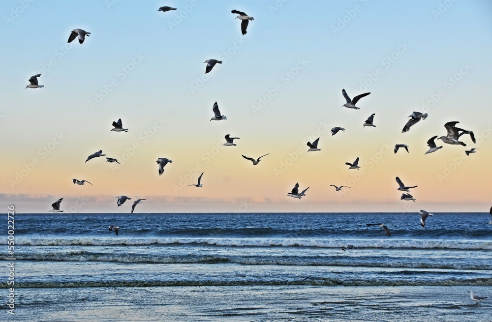 seascape with seagulls on the beach at sunrise