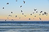 seascape with seagulls on the beach at sunrise